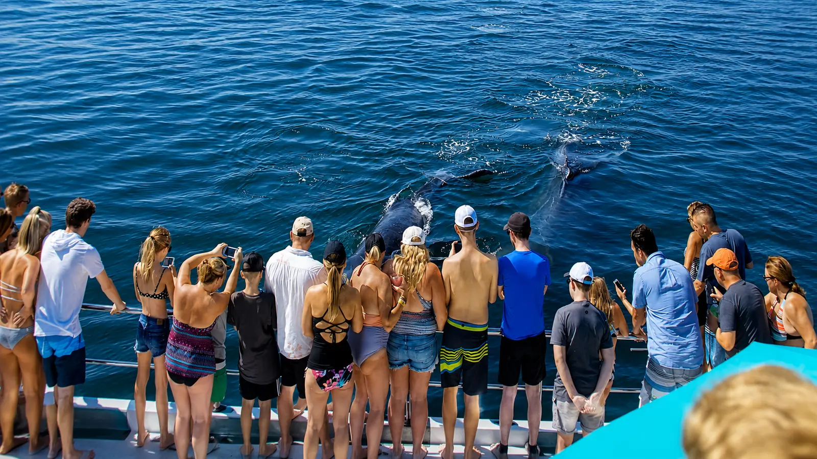 Cruise to Las Marietas Islands Sail across Banderas Bay toward the wildlife sanctuary, watching for Blue footed Boobies and, in season, whales, dolphins, manta rays and sea turtles