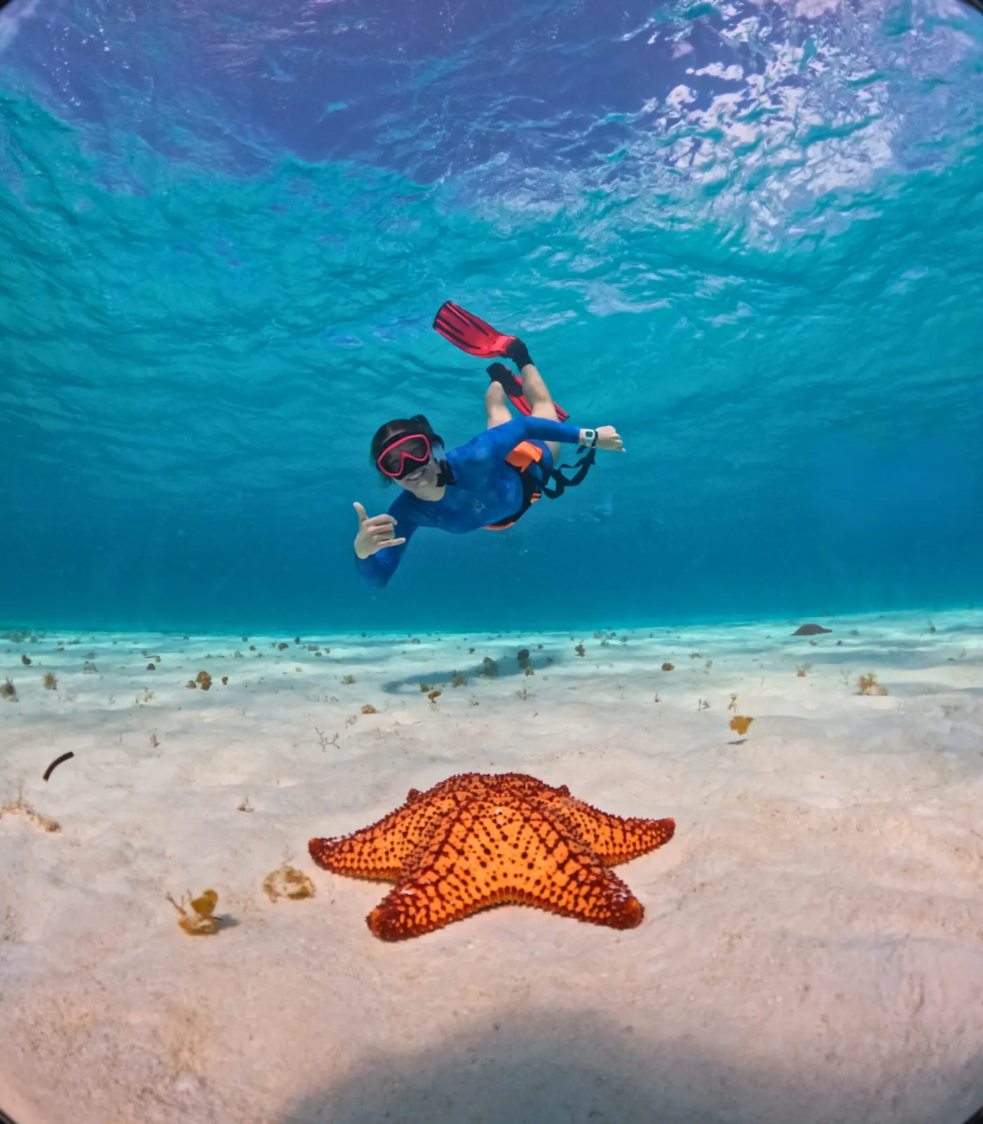 El Cielo sandbar Relax in shallow water surrounded by starfish
