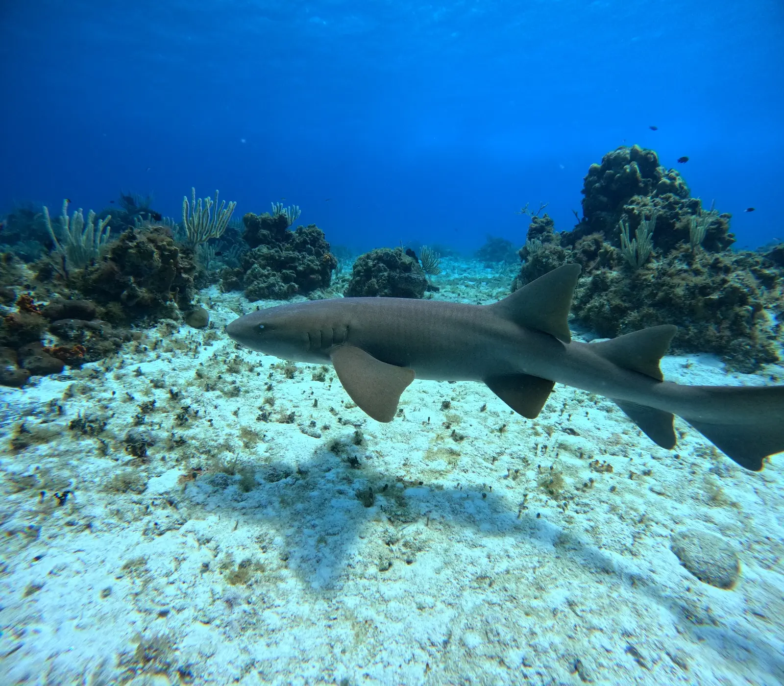 Bolones Reef Explore deeper reef structures