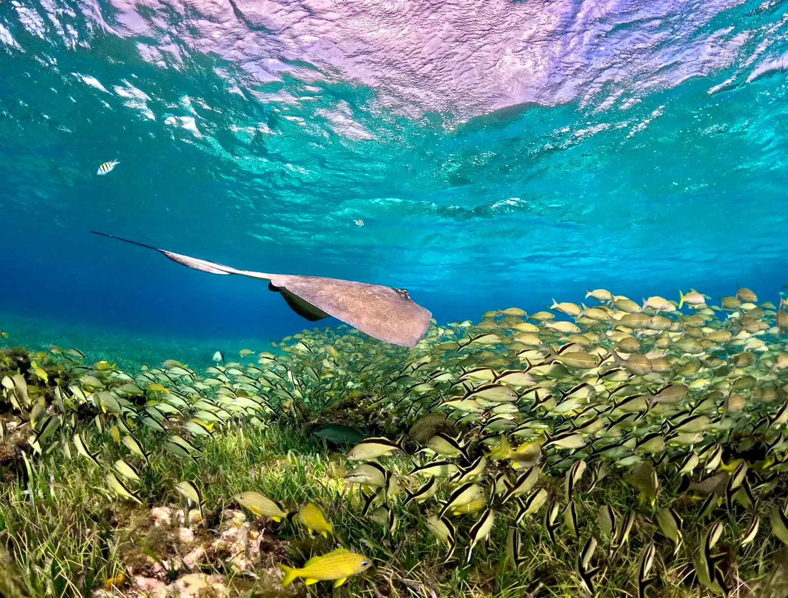 Bolones Reef Explore deeper reef areas with great visibility