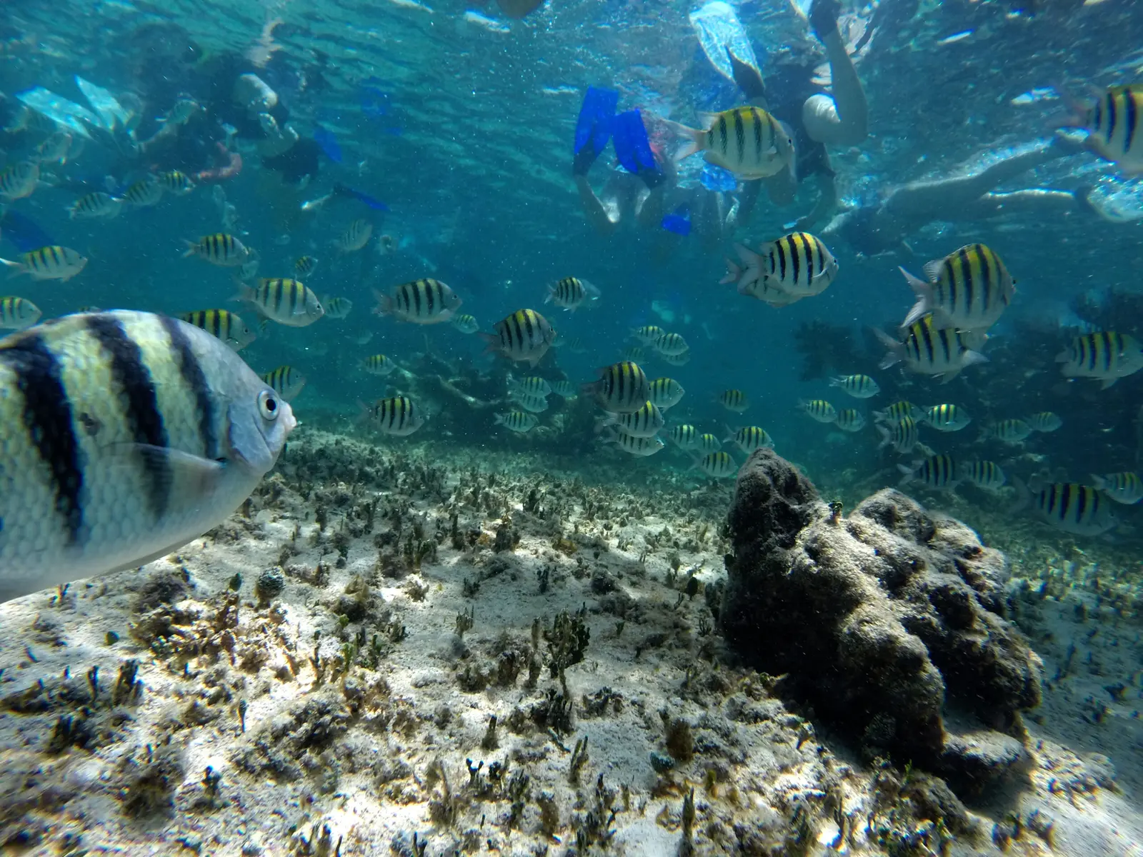 Gear up for the INAH reef with turtles and rays, or just float in clear water with a drink in hand